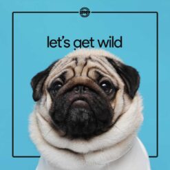 Premade Cheer Mix - Let's Get Wild [2:00]