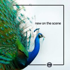 New on the Scene cheer mix with customizable voiceovers and sound effects for competitions and routines with a brag theme