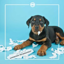 Premade Cheer Mix - Understood the Assignment [2:00]