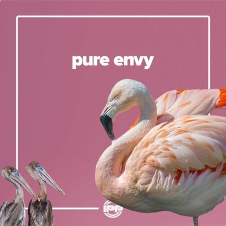 IPP ARTWORK pure envy